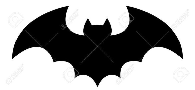 picture of a bat